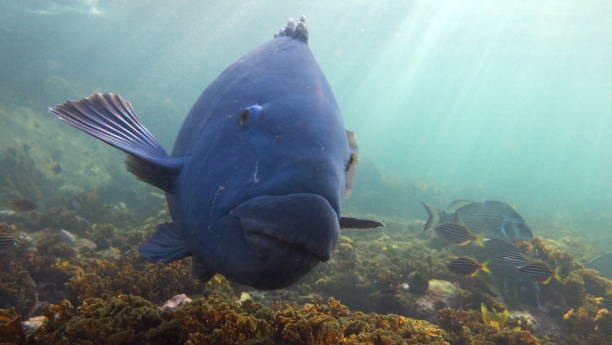 istock Eastern Blue Groper (Achoerodus viridis), Sydney, Australia 1050871416