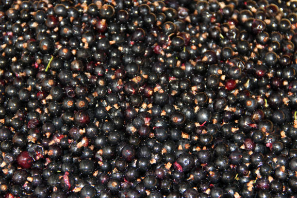 istock Macro of ripe black currant. Texture from collected berries of black currant 1050871708