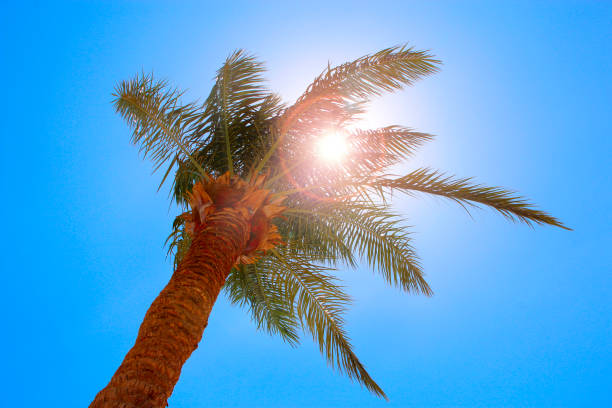 istock Sun rays make their way through branches of palm tree. Travel concept 1050874322