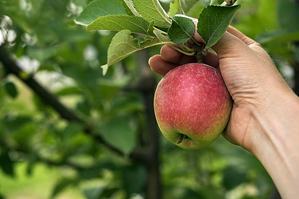 czas zbiorów czerwonego jabłka - women red fruit picking zdjęcia i obrazy z banku zdjęć