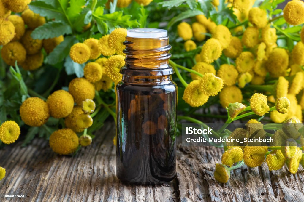 A bottle of common tansy essential oil with fresh blooming tansy A bottle of common tansy essential oil with fresh blooming Tanacetum vulgare plant Alternative Medicine Stock Photo