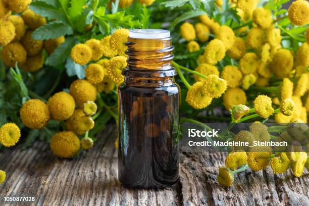 A Bottle Of Common Tansy Essential Oil With Fresh Blooming Tansy Stock Photo - Download Image Now