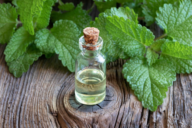 istock A bottle of melissa essential oil with fresh melissa 1050877076