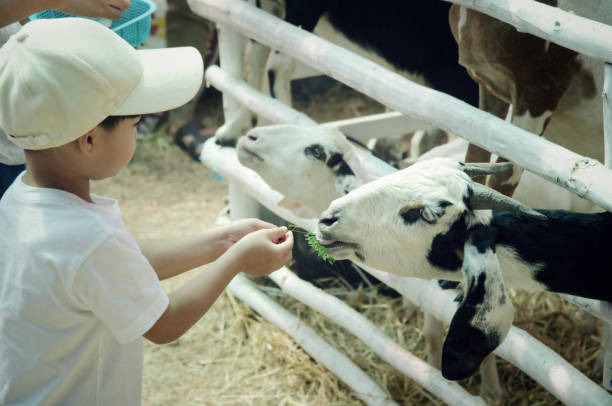 little child feeding a goat : closeup - animals feeding animal child kid goat imagens e fotografias de stock