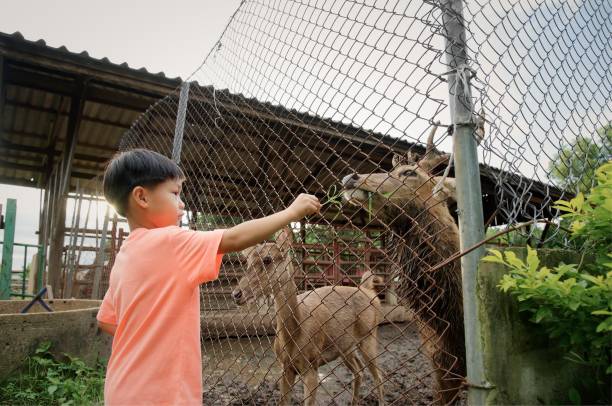 istock Little asian boy feeding deer in farm 1050892556