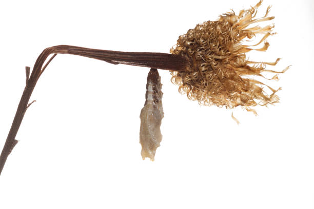 istock A butterfly chrysalis  Gulf Fritillary (Agraulis vanillae). Isolated on white background 1050895350