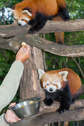 Red or lesser panda (Ailurus fulgens) feeding