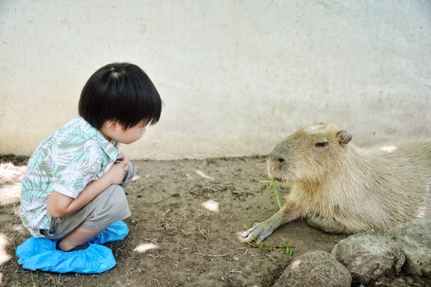 istock Little asian boy looking the capybara eating bamboo leaf 1050899352