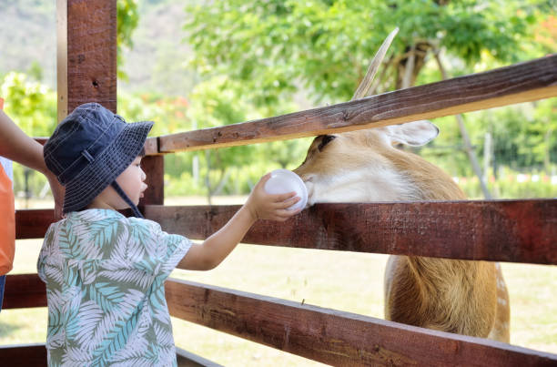Little asian boy feeding deer in farm : Closeup stock photo
