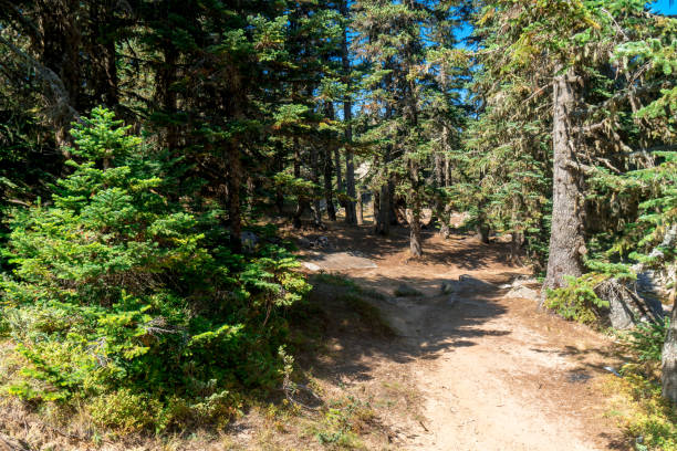 istock Pinetree Forest in Uludag National Park 1050899490