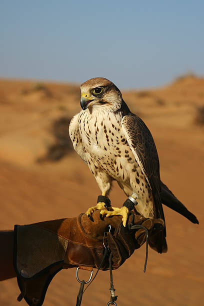 deserto de falcoaria - falconry glove - fotografias e filmes do acervo