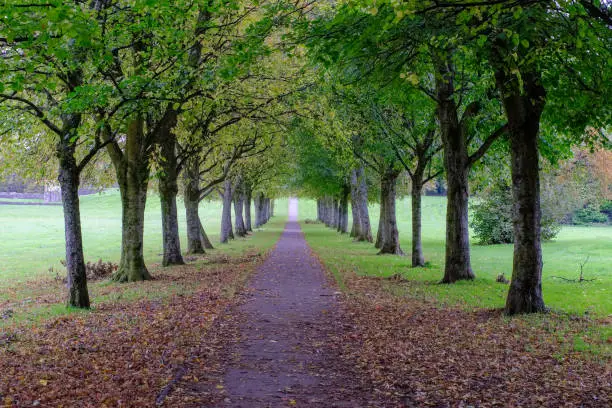 A tree covered footpath at the start of Autumn in Eglinton Irvine Scotland. The first shedding of leaves in Autumn.