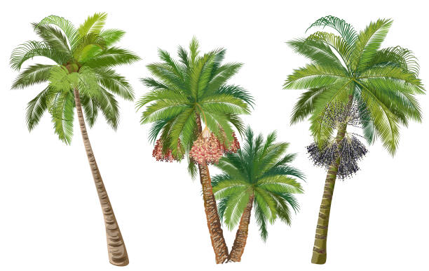 Coconut, date and acai palm trees, set of realistic vector illustrations. Coconut, date and acai palm trees with fruits. Set of realistic vector illustrations isolated on white background. drawing of a dates fruit stock illustrations