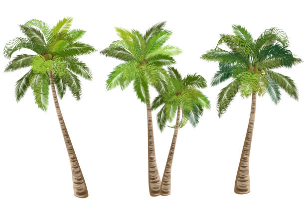 ilustraciones, imágenes clip art, dibujos animados e iconos de stock de cocoteros, conjunto de ilustraciones vectoriales realistas. - palm leaf leaf palm tree frond