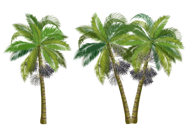 palmy acai (euterpe oleracea), realistyczne ilustracje wektorowe. - palm tree stock illustrations