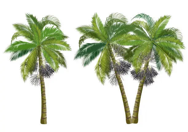 Vector illustration of Acai palm trees (Euterpe oleracea), realistic vector illustrations.