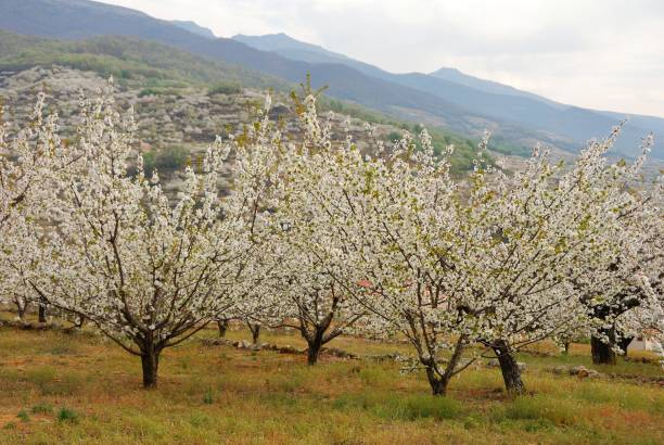 istock Cherry blossoms in Valle del Jerte, Extremadura 1050909516