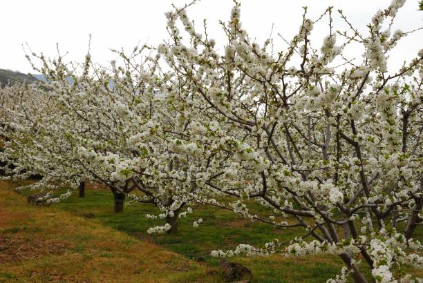 istock Cherry blossoms in Valle del Jerte, Extremadura 1050909552