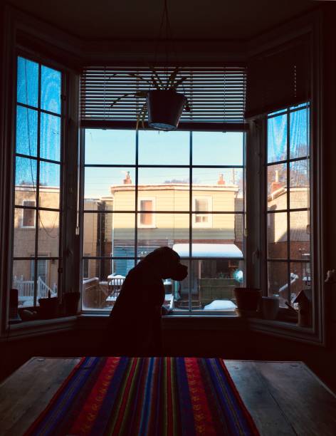 istock Boxer puppy on the window 1050912102