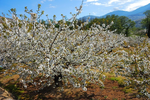 Cherry blossoms in Valle del Jerte, Extremadura