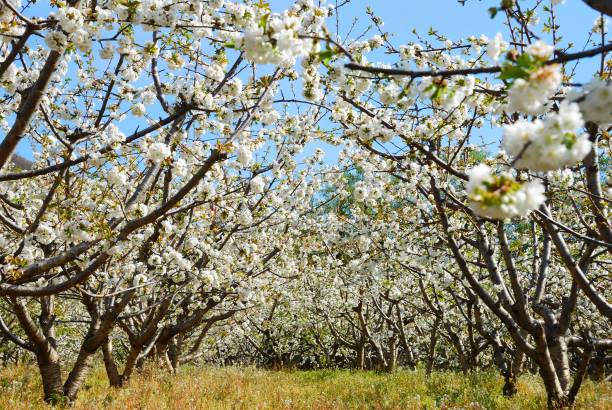 istock Cherry blossoms in Valle del Jerte, Extremadura 1050912714