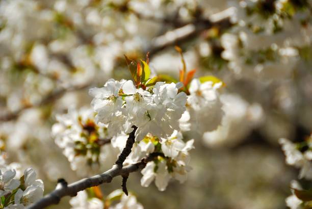 istock Cherry blossoms in Valle del Jerte, Extremadura 1050912790