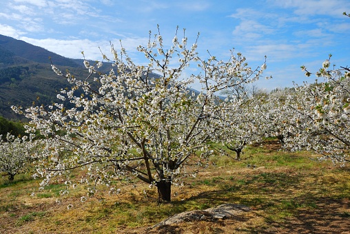 Cherry blossoms in Valle del Jerte, Extremadura