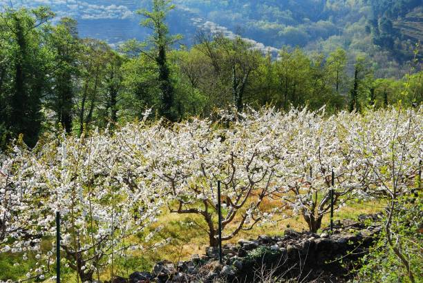 istock Cherry blossoms in Valle del Jerte, Extremadura 1050912936