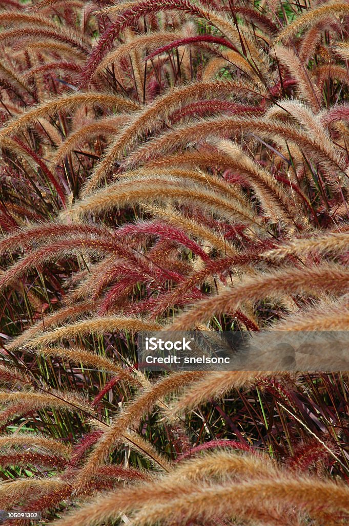 Herbe Willow en couleur - Photo de Avantage libre de droits