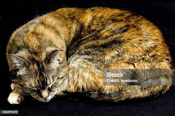 Dormir De Gato - Fotografias de stock e mais imagens de Animal de Estimação - Animal de Estimação, Casa, Coçar
