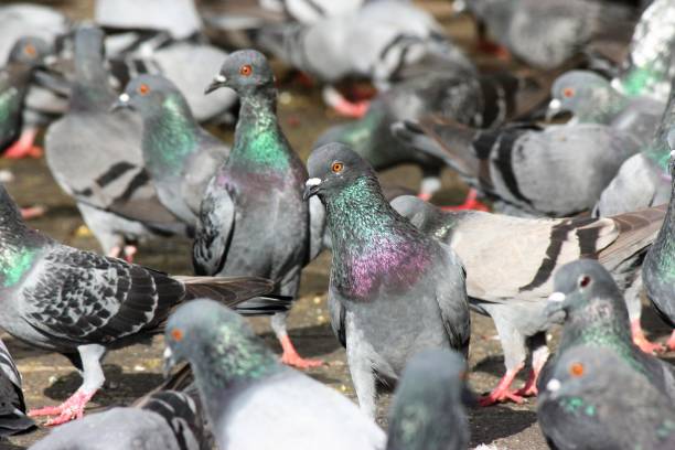 istock Closeup of multiple pigeons 1050915442