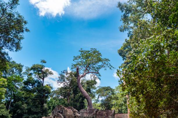 ta phrom ad angkor wat vicino a siem reap - bayon phrom foto e immagini stock