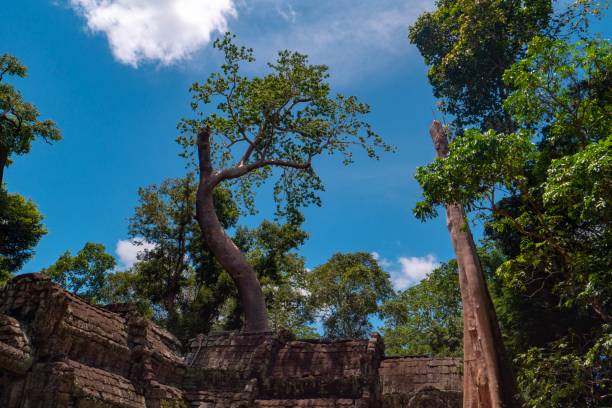 ta phrom ad angkor wat vicino a siem reap - bayon phrom foto e immagini stock