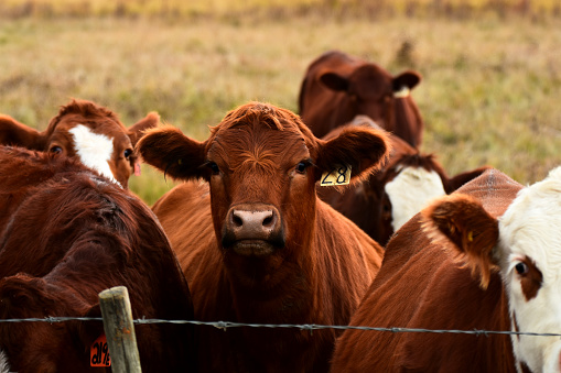 An image of young beef cattle standing near a barbed wire fence.