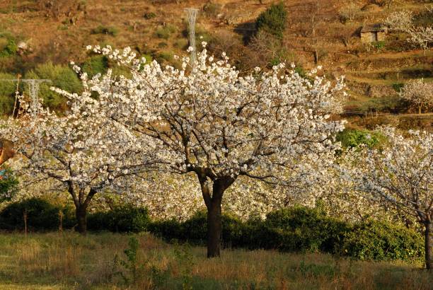 istock Tornavacas, Jerte Valley, Extremadura 1050922166