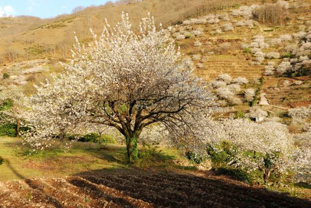 istock Tornavacas, Jerte Valley, Extremadura 1050922238