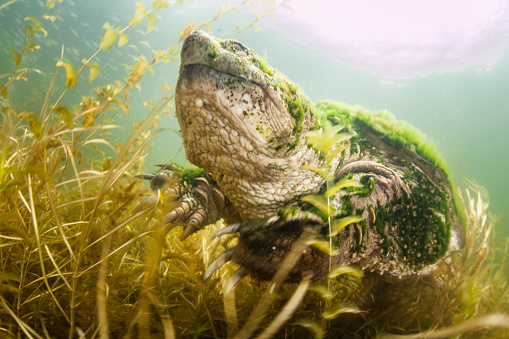 A large Common snapping turtle, Chelydra serpentina, crawls across the muddy bottom of a pond in Cape Cod, Massachusetts. This reptile lives throughout the eastern United States and southern Canada.