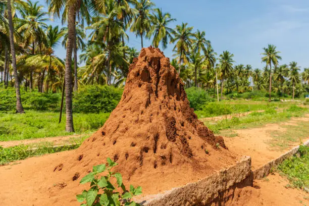 A giant termite hill against a backdrop of palm trees