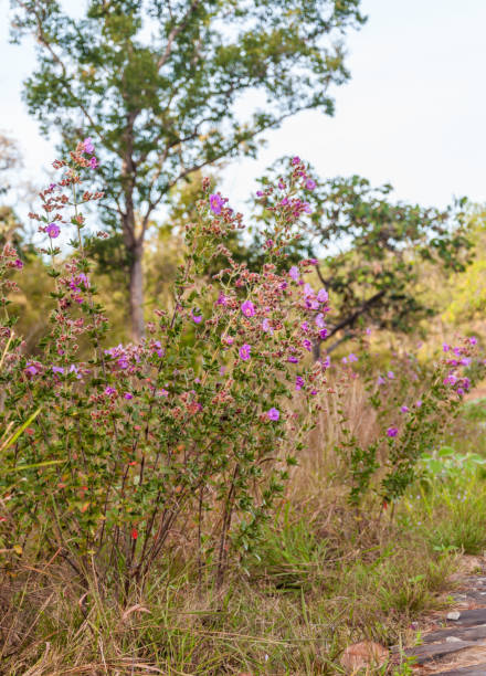 istock Osbeckia Stellata Ham flower 1050930992