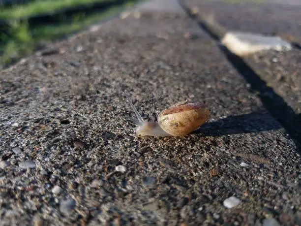 Little slow snail running his way