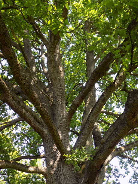 istock Treetop of the Old Oak tree 1050933296