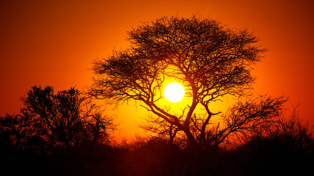 istock Sun In The Center of Tree Silhouette 1050933326