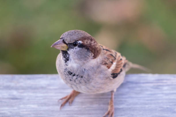 istock sparrow on a fence 1050933750