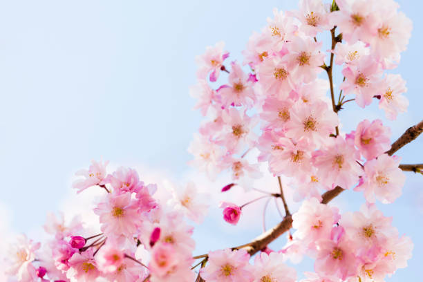 istock Pink Cherry Blossoms Close Up 1050936278