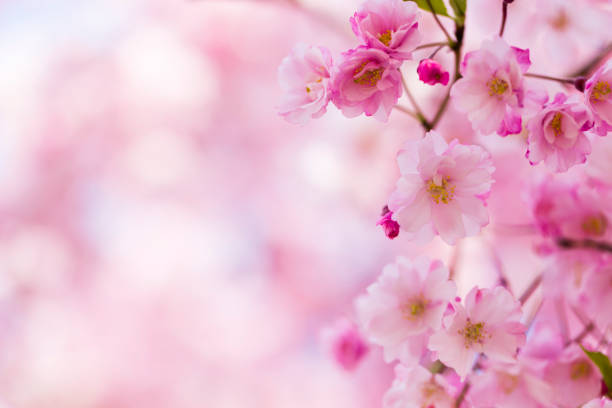 istock Close Up Of Pink Cherry Blossoms 1050936300
