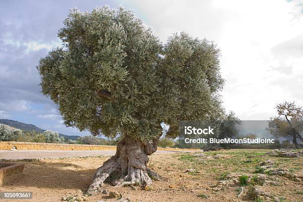 Старинный Olive Дерево — стоковые фотографии и другие картинки Корень - Корень, Оливковое дерево, Без людей