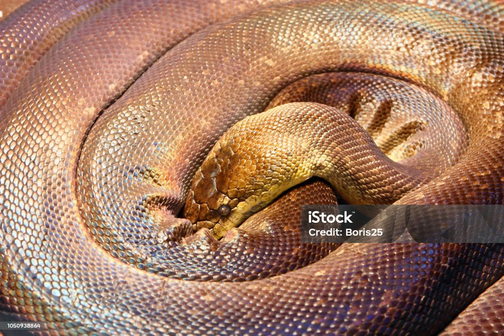 The Macklotts Python Macklots Python Liasis Mackloti Stock Photo - Download Image Now ...