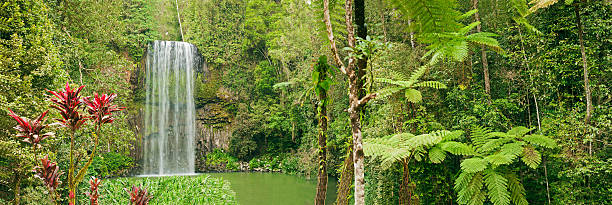 piękna panorama zdjęcie tropikalny wodospad millaa millaa-w australii - tropical rainforest waterfall rainforest australia zdjęcia i obrazy z banku zdjęć