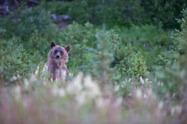 istock Grizzly bear in the wild 1050947406
