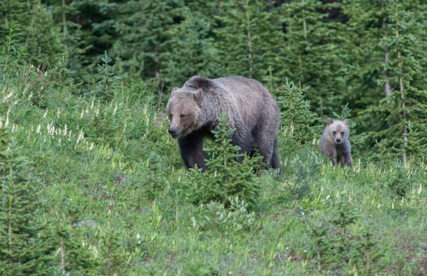 istock Grizzly bear in the wild 1050947596